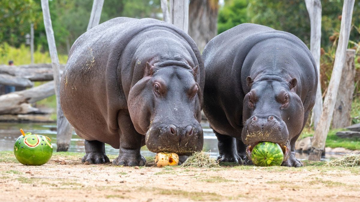 Hip hip, hooray: Hippopotamuses arrive at Monarto Safari Park