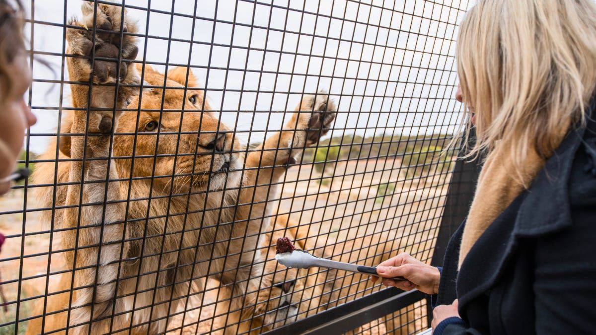 Our mane attraction: Monarto Safari Park wins at 2023 SA Tourism Awards