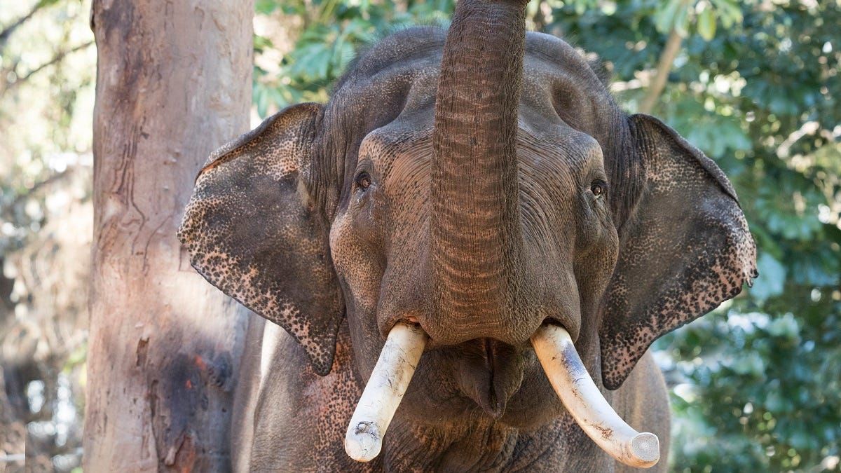 Elephants confirmed for Monarto after fundraising campaign reaches its goal