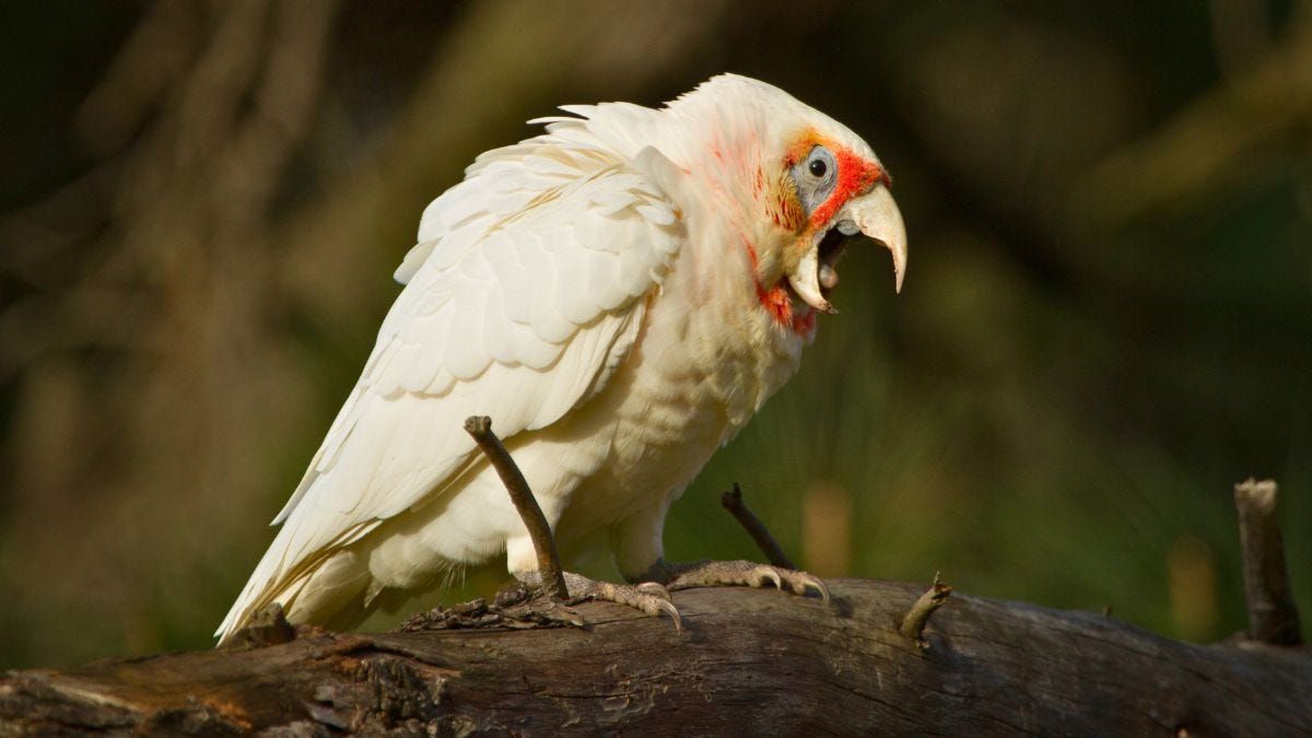 Coorong council will cull corellas if necessary