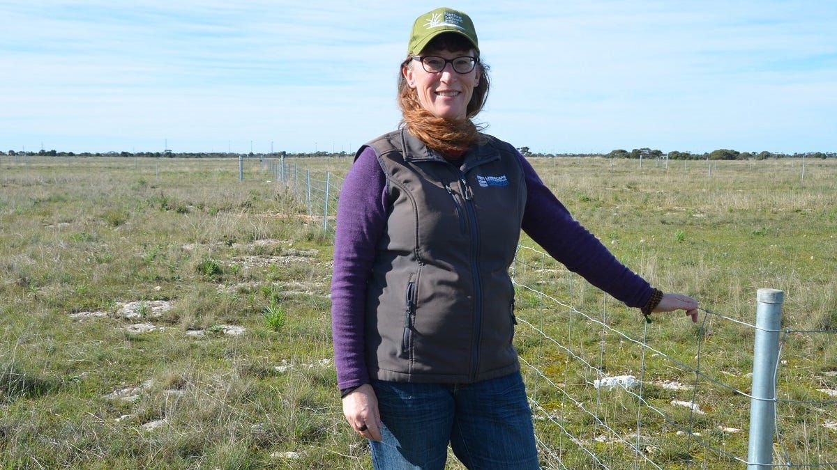 Murraylands ecologists ‘think outside the box’ in fight to save endangered grasslands