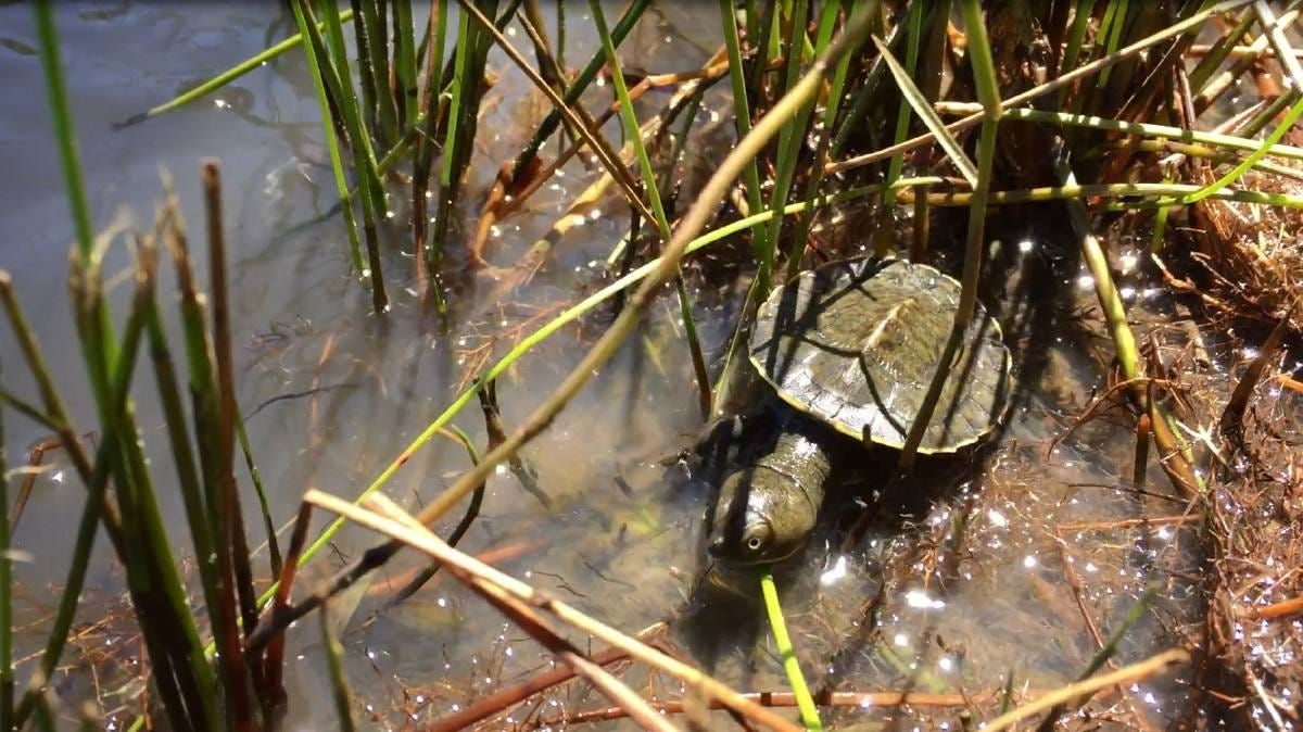 Fencing will protect Riverglades turtles