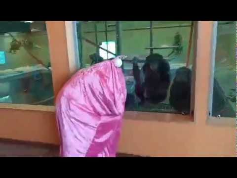 With visitors banned, aliens must entertain Monarto Safari Park's chimpanzees