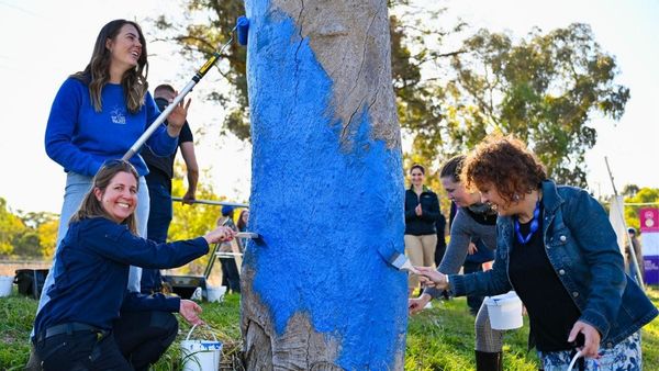 How painting a tree blue might improve wellbeing in Murray Bridge