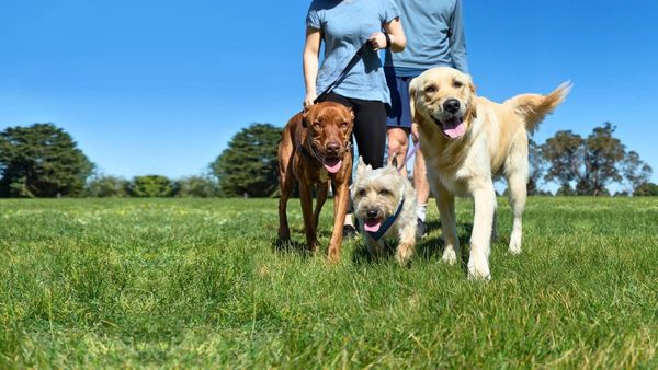 Million Paws Walk will return to Murray Bridge after five years