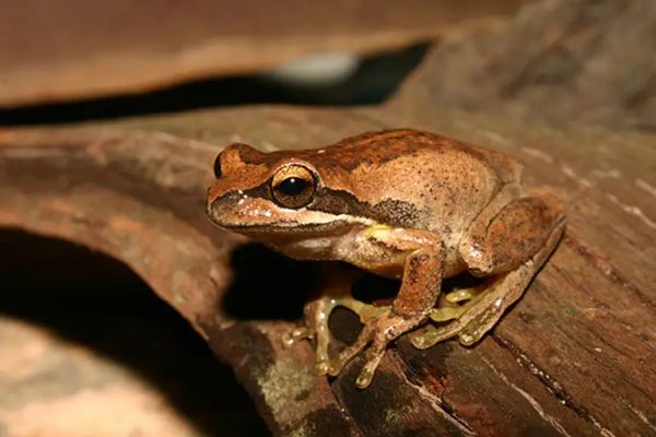 Listen out for frogs this winter in the Murraylands