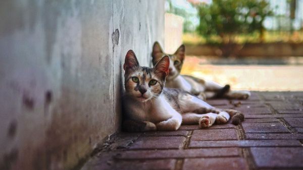 Murray Bridge council watch: Councillors contemplate cat confinement