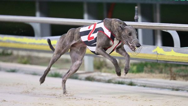 Murray Bridge greyhound trainers banned over cruelty to animals