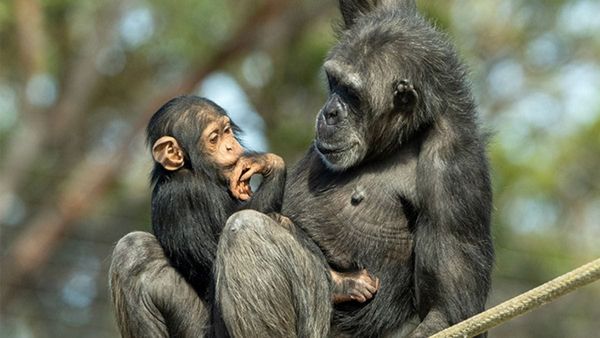 Things to do in Murray Bridge: July 12-18, 2024