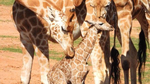 Baby season is in full swing at Monarto Safari Park