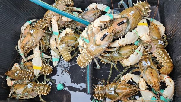 Fishers urged to return released Murray crayfish if caught