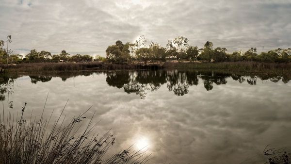 Walk of the month: Rural Avenue wetland, Murray Bridge