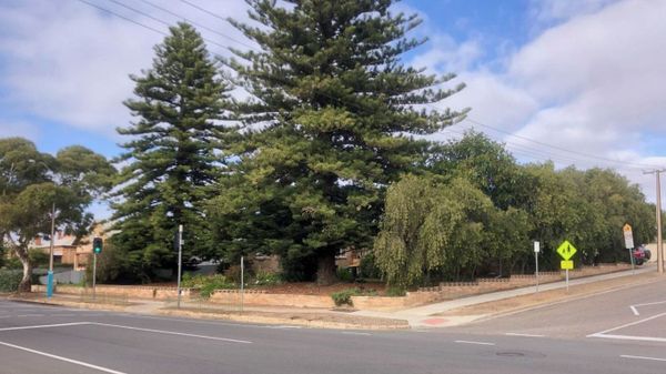 Trees could be saved in future if law change goes through