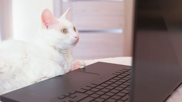 Murray Bridge council watch: Council must act on cats, petitioners say