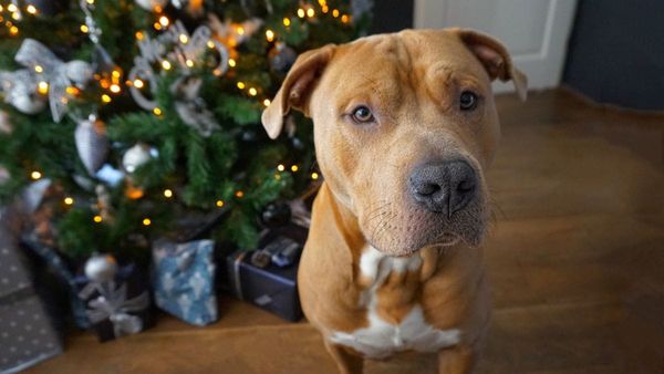 ‘Outside dog’ is a myth, Murraylands animal welfare group says