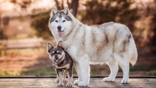 Pet of the Year 2024: Vote for your favourite