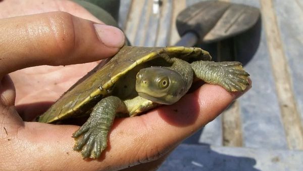 Grant may turn the tide for River Murray's freshwater turtles