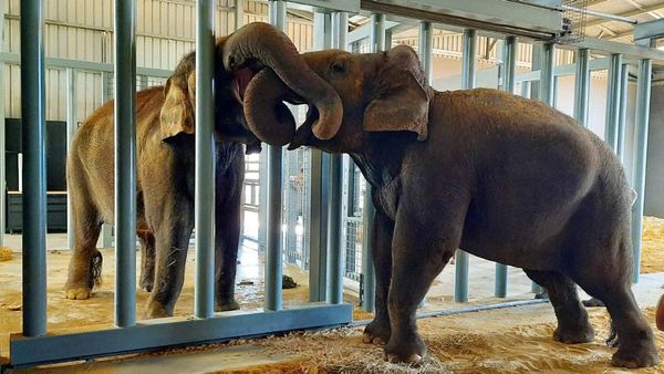 Monarto Safari Park's two elephants come face to face