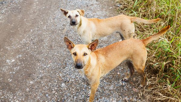 Murray Bridge council watch: Dog park time-share scheme abandoned