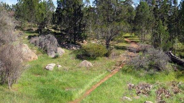 Celebrate local citizen scientists with Landscape SA board
