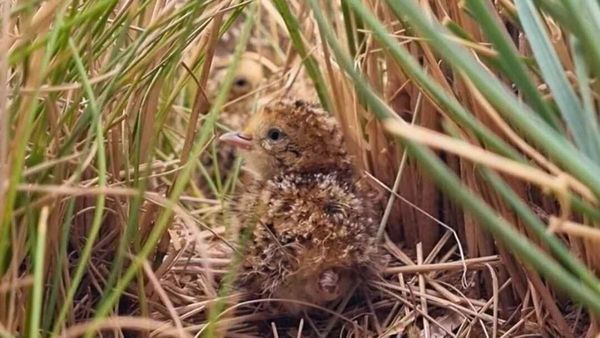 Two tiny bird species are soaring at Monarto Safari Park