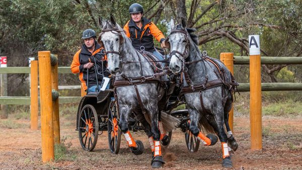 Carriage driving state championships will be at Monarto this weekend