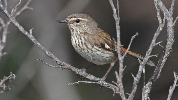 Plans for Monarto's parks are now under consultation