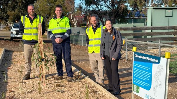 Can these trees and shrubs help Murray Bridge adapt to climate change?