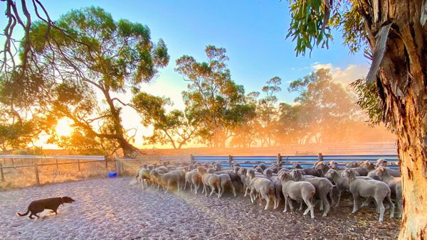 No more rates relief for drought-struck Coorong farmers