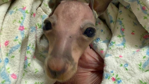 Wildlife SA joins community dollars initiative