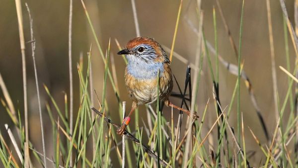 Tiny emu-wrens come home to the Mallee
