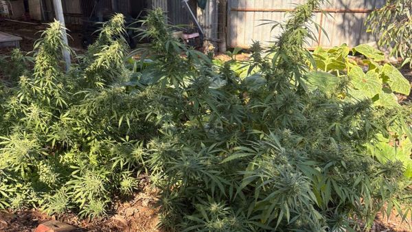 Police pounce on cannabis crop at Murray Bridge East