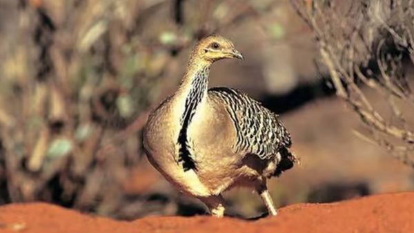 Volunteers make a difference for malleefowl
