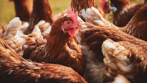 How is the Australian poultry industry preparing for a possible outbreak of bird flu?