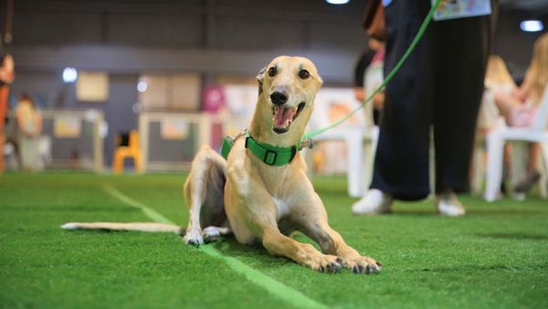 Greyhound rehoming facility in Murray Bridge is back on the agenda
