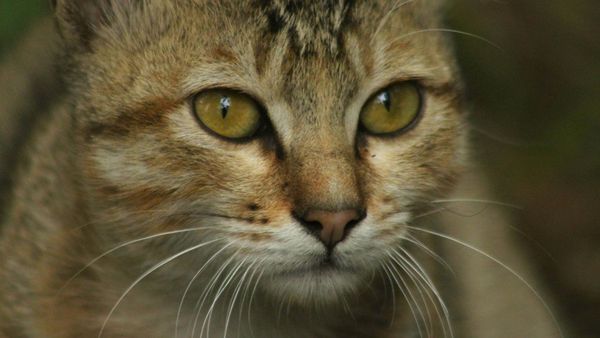 Cat restrictions on the table as Murray Bridge council takes matters into its own paws
