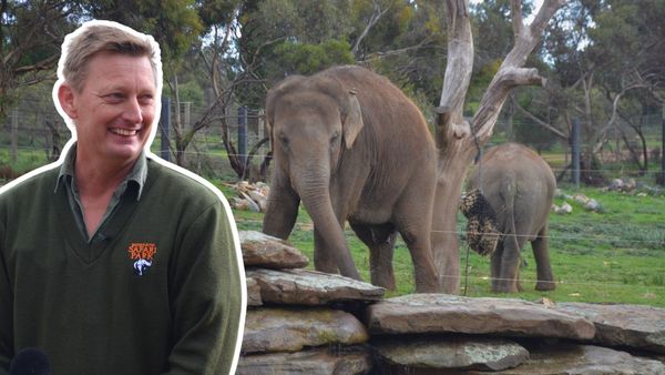 Elephants of Asia precinct opens at Monarto Safari Park