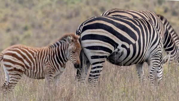 Monarto Safari Park experiences a winter baby boom