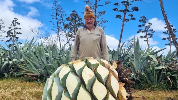 Bremer Valley agave distillery goes into limited production