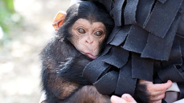 Baby chimpanzee will join Monarto Safari Park troop