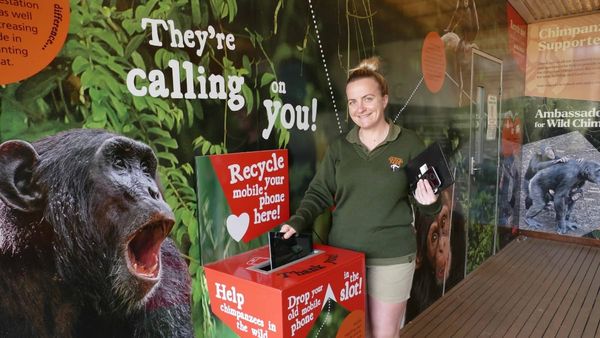 Recycle your phone to save a chimp at Monarto