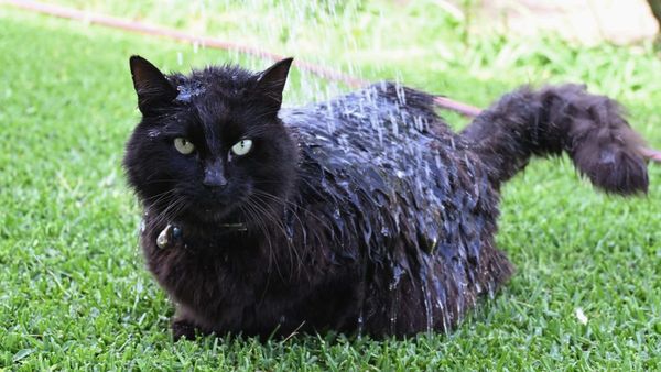 ‘Do you want to water the cat?’: Meet Murray Bridge’s weirdest internet celebrity