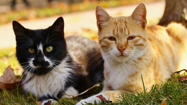 Murray Bridge council surveys community about feral cats