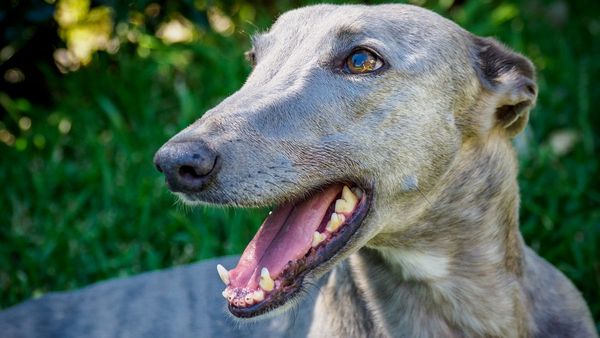 Activists' eyes turn to Murray Bridge greyhound track
