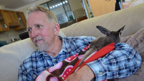 Join in ... with Wildlife SA