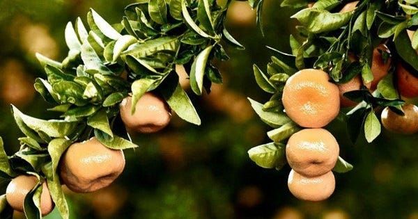 DEW issues River Murray water allocation statement