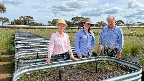 Need for Seeds project will help biodiversity flourish at Monarto