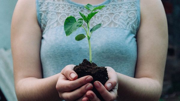Climate change plan calls for tree planting, emissions reduction in Murray Bridge
