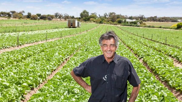 Murraylands lettuce producers struggle to meet nationwide supply shortage