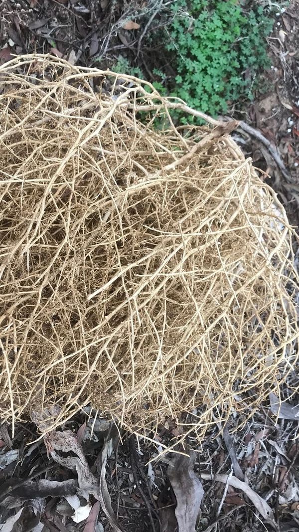 Life Through the Lens: Blown around like a roly poly